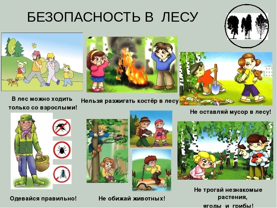 Правила поведения в лесу летом.
