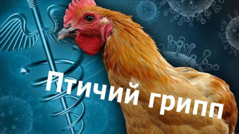 ВЫСОКОПАТОГЕННЫЙ ГРИПП ПТИЦ. ВЫСОКОПАТОГЕННЫЙ ГРИПП ПТИЦ.